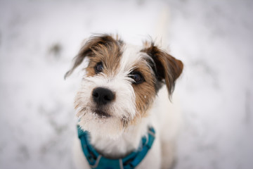 Parson Russell Terrier Puppy playing in the snow
