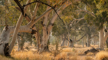 eucalyptus trees in dry river bed in australia