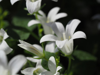 Fototapeta na wymiar weiße Glockenblume