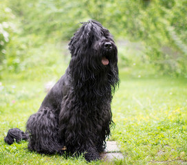 white dog on green grass