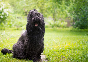 white dog on green grass