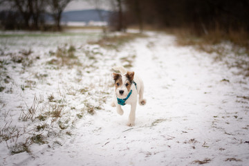 Parson Russell Terrier Puppy playing in the snow