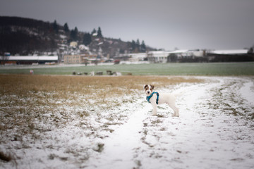 Parson Russell Terrier Puppy playing in the snow