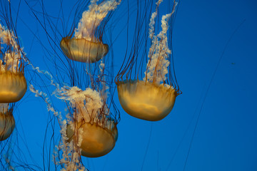 Jellyfish swimming in the open sea