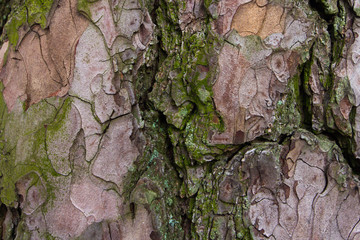 Naural tree bark texture