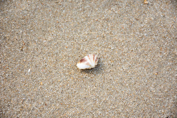 Fototapeta na wymiar Pharella javanica or Clam shell stranding death on the beach
