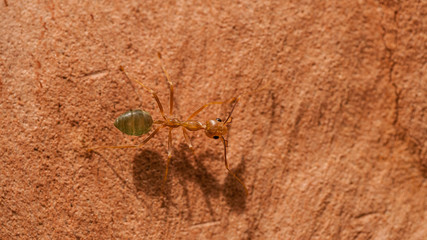 green ants on tree bark