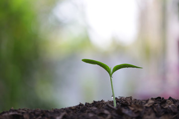 Young green plant growing in the morning with dew