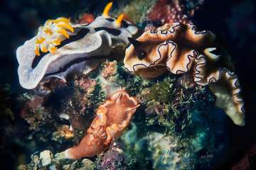 coral reef with nudibranch