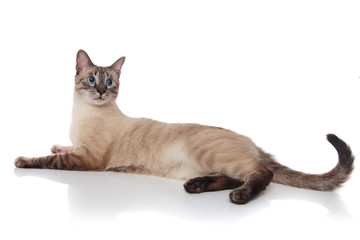 side view of burmese cat resting and looking behind
