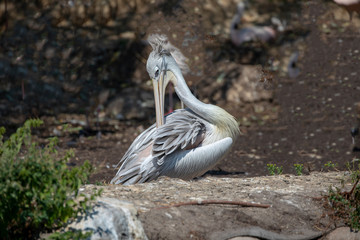 Pelican