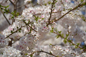 cherry tree blossom