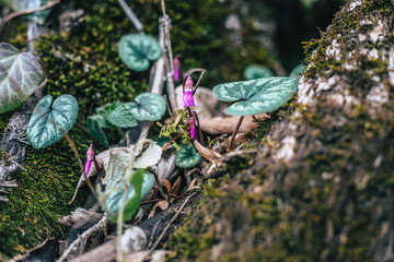 cyclamen