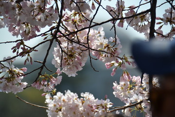 cherry blossom in spring