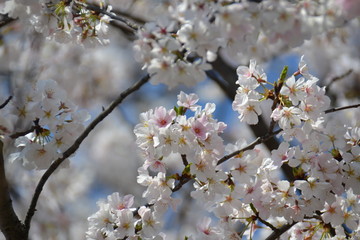 Fototapeta premium cherry blossom in spring