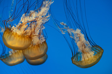 Jellyfish swimming in the open sea