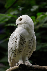 Full body of female snowy owl on the tree branch