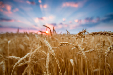 wheat ears and rays of beautiful sundown and clouds painted in beautiful sunset colors