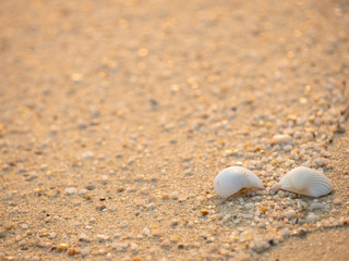 Fototapeta na wymiar White shells placed on the sand For natural background