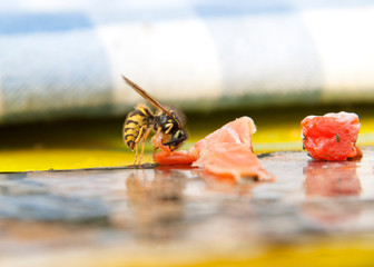 Wespe Wasp Fleisch meat Lachs Salmon insekt insect essen food natur nature frühstück breakfast...