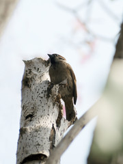 Fototapeta premium Eurasian Tree Sparrow that lay on the branches of large trees