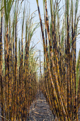 sugarcane field is burned for harvesting