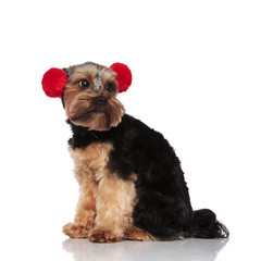 side view of curious yorkshire terrier wearing red earmuffs