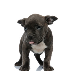 blue american bully with exposed tongue