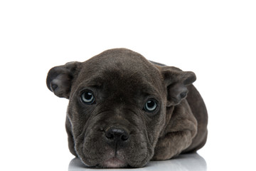 american bully resting on his paws