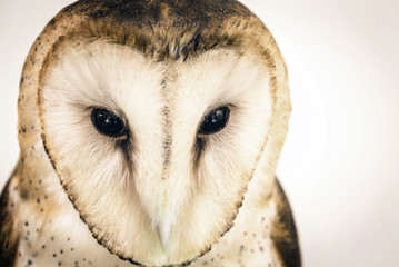 owl face in high resolution