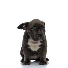 blue american bully dog with shy looking