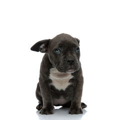 Naklejka premium blue american bully dog with shy looking
