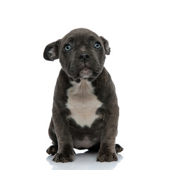 little dog american bully with blue eyes looking cute
