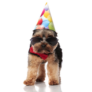 elegant birthday yorkshire terrier wearing sunglasses standing