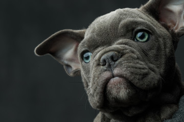 head of a  american bully puppy looking away to side