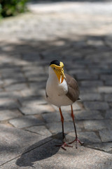 Masked lapwing