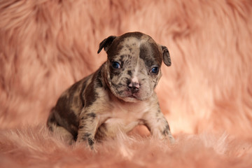 cute American bully puppy sitting in pink background