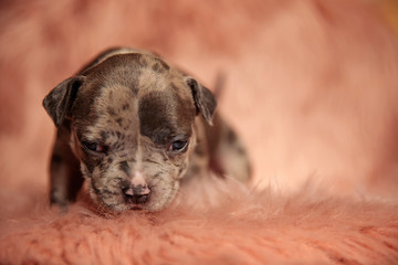cute American bully puppy standing in pink background