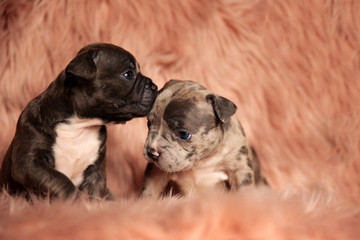 cute American bully puppies kissing in pink background