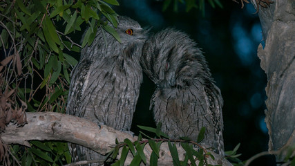 tawny frogmouth on branch at night
