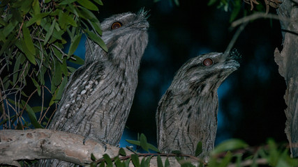 tawny frogmouth on branch at night
