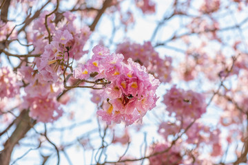 Beautiful Tabebuia rosea tree and rosy trumpet tree pink flower