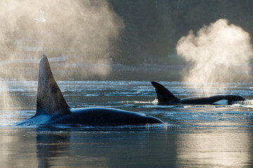 Killer Whale dawn patrol © Matthew