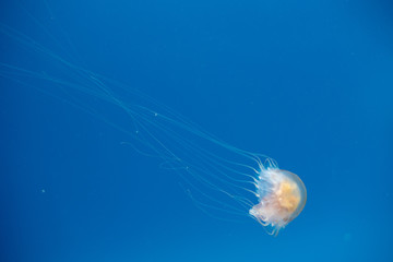 Jellyfish swimming in the open sea
