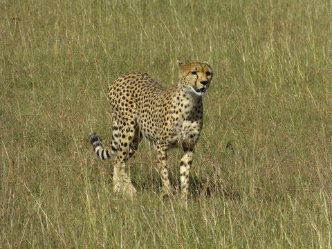 Kenia & Tansania