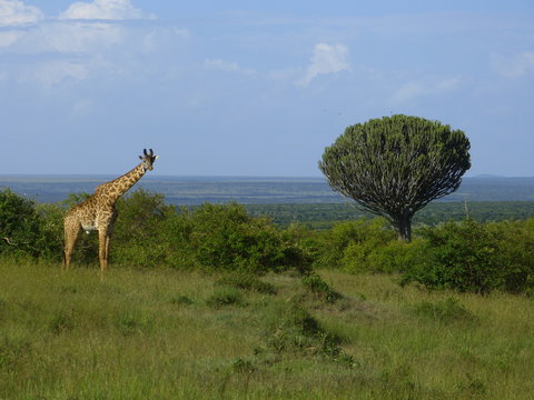 Kenia & Tansania