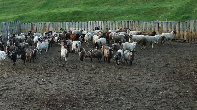 barnyard in spring at sunrise awaiting the shepherd