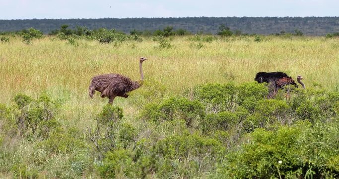 Ostrich in the savannah, park kruger south africa