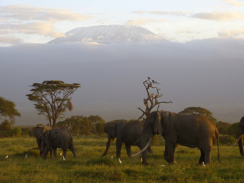 Kenia & Tansania