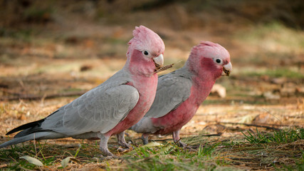 galahs on the ground looking for nesting material